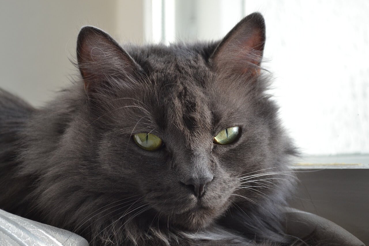 The Allure of the Gray Cat: Best 7 Expert Tips!