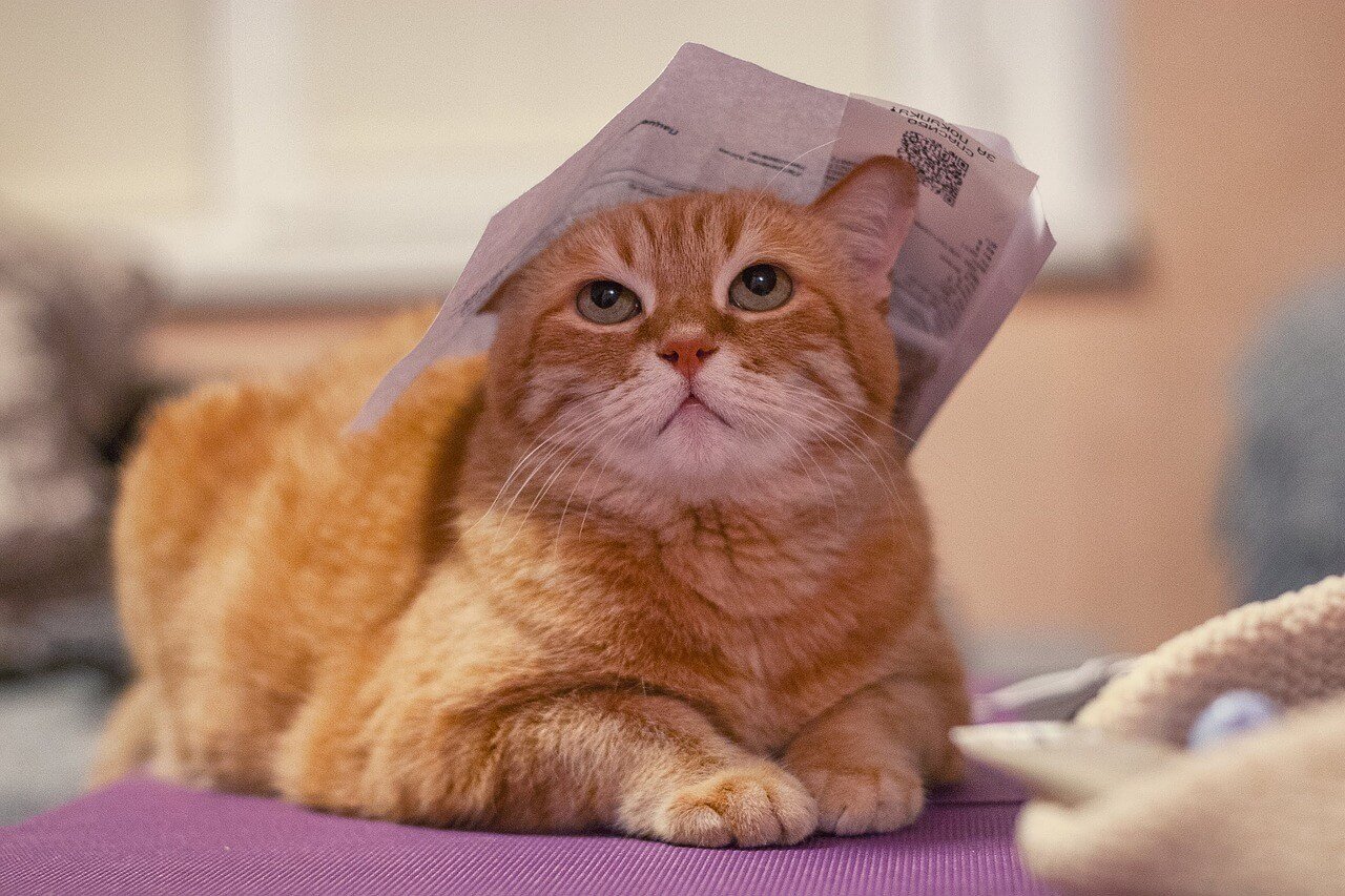 Discover White and Orange Cat Breeds: Best 7 Expert Tips!
