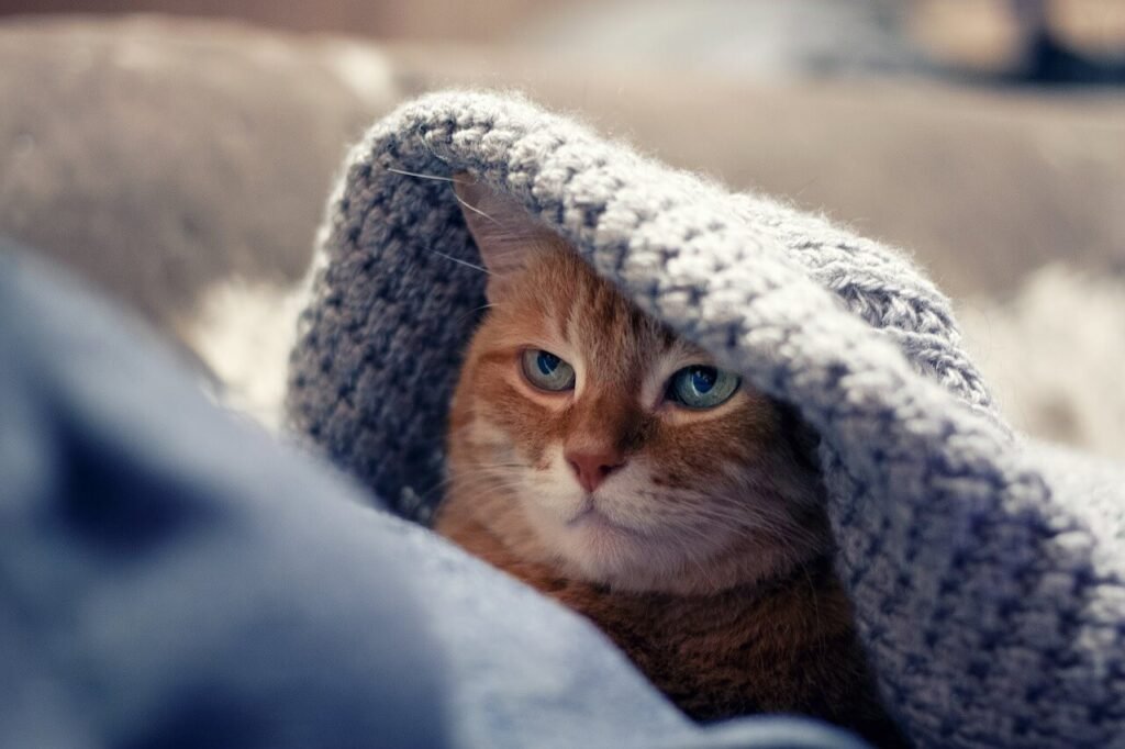 Why Does a Cat Keep Coming to My House? Best 7 Tips!