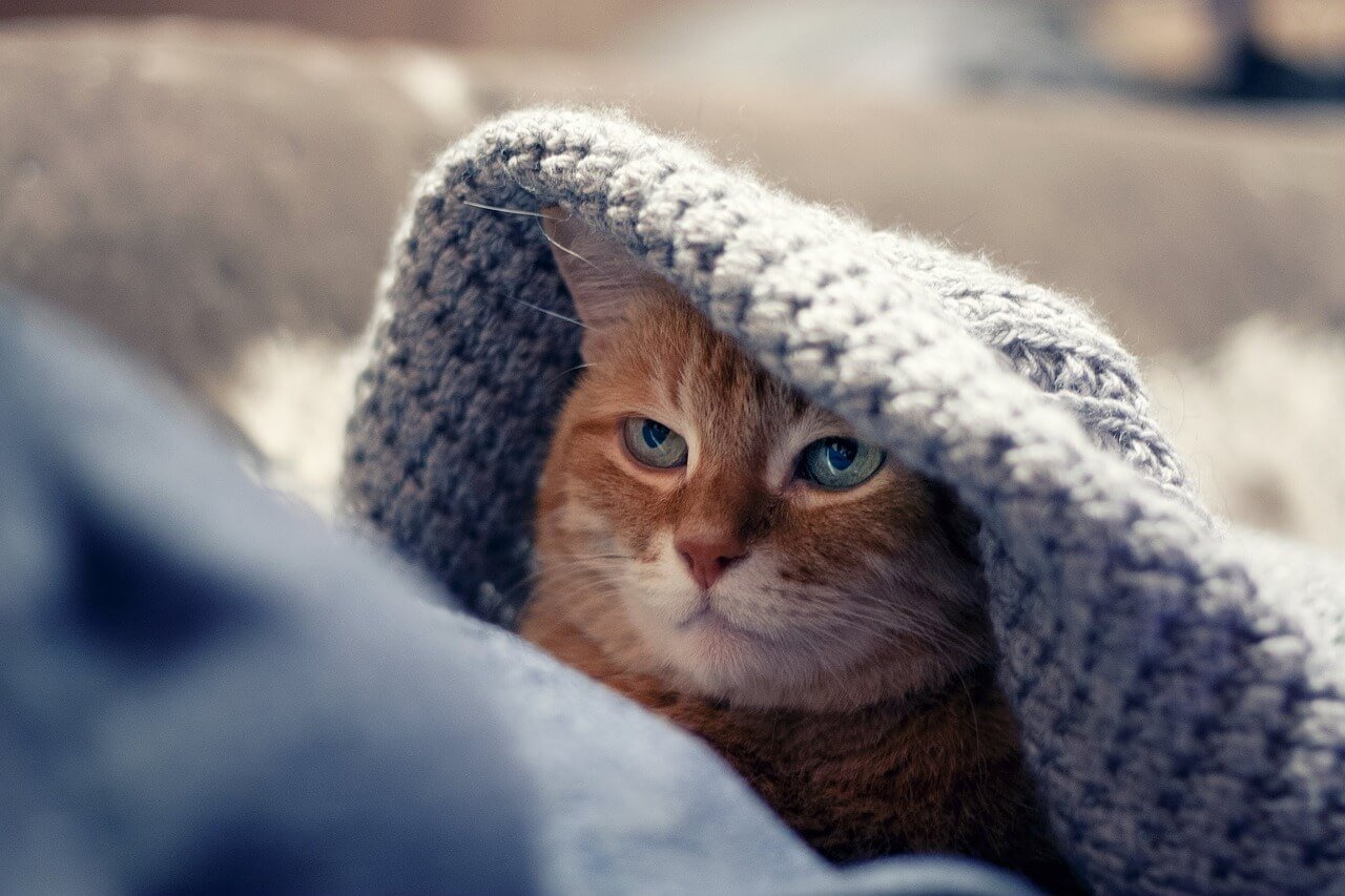 Why Does a Cat Keep Coming to My House? Best 7 Tips!