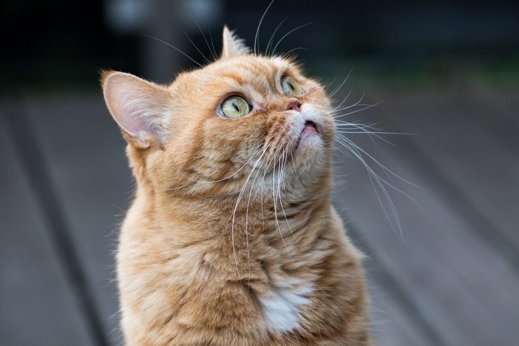 Cat Coughing Without Hairball: Best 7 Expert Health Tips!