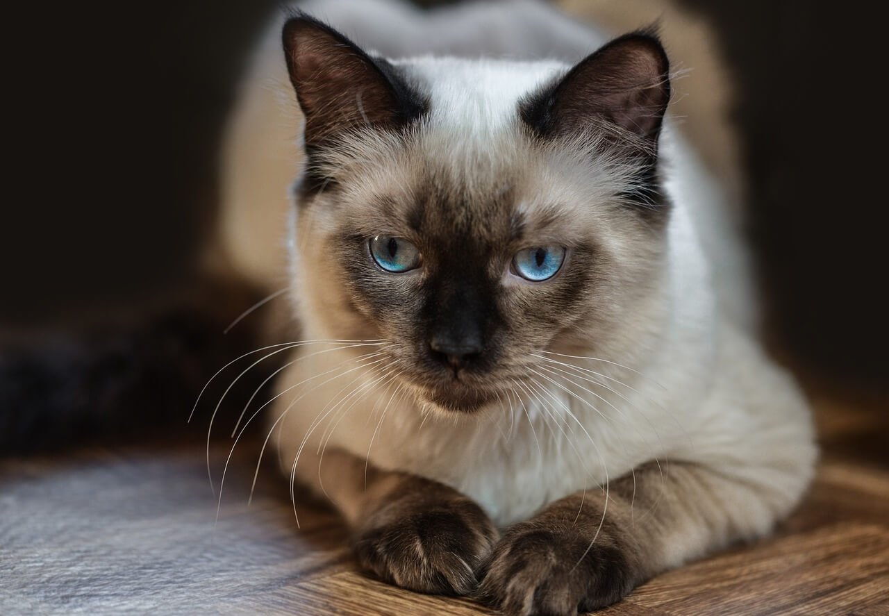 Adopting a Ragdoll Cat: Best 7 Expert Care Tips!