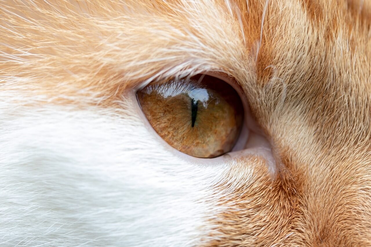 The Enchanting Flame Point Siamese Cat: Best 7 Expert Tips!