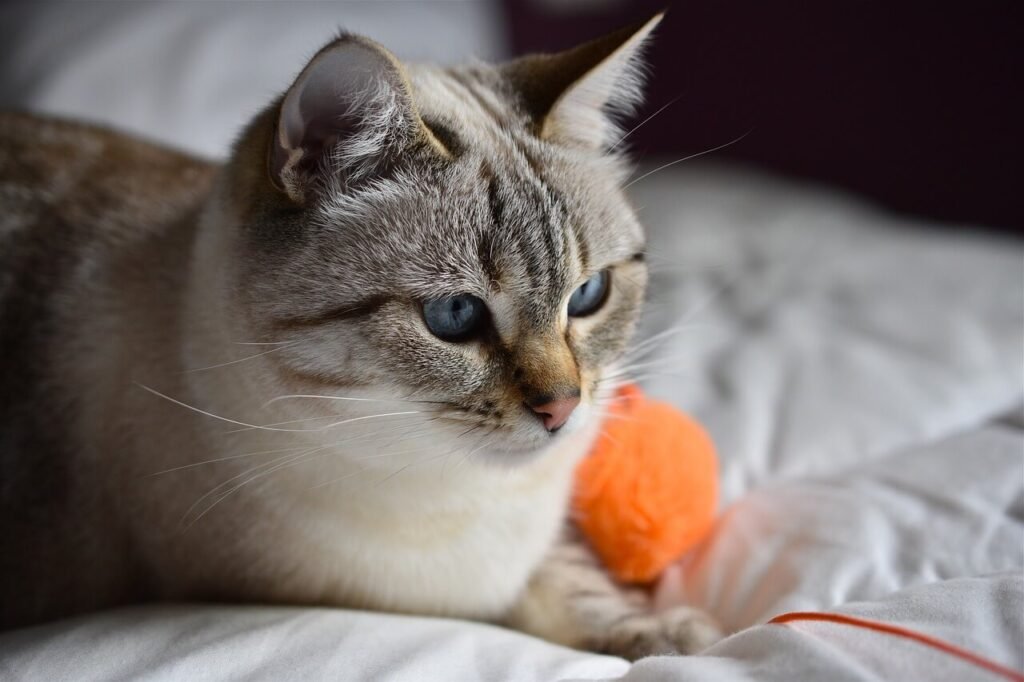 Italian Cat Names: Best 7 Tips!