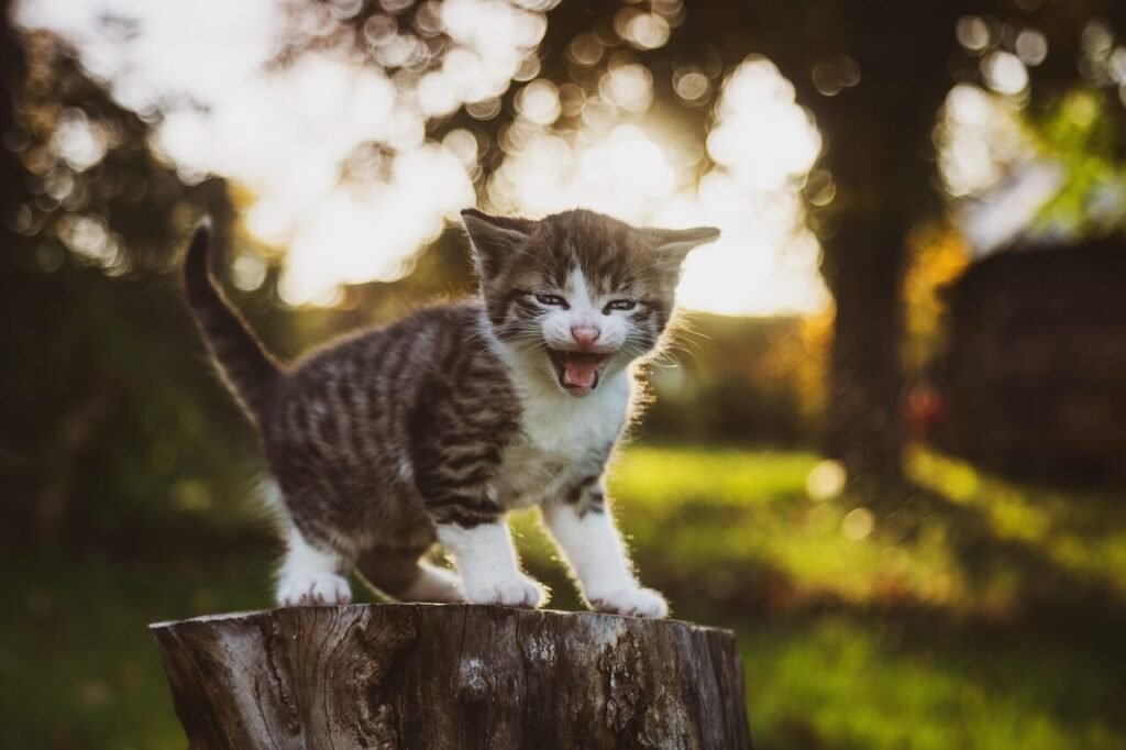 How to Get Cat Pee Smell Out of Carpet: Best 7 Expert Tips!