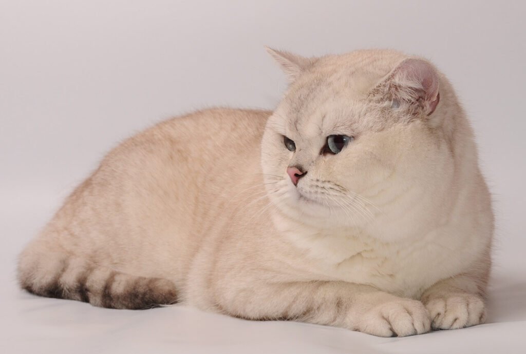 The Enchanting World of Grey and White Cat Breeds: Best 7 Tips