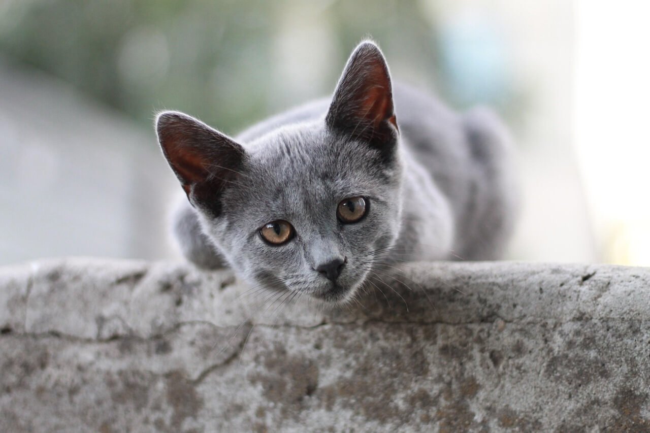 What Does It Mean When a Cat Wags Its Tail? Best 7 Tips!