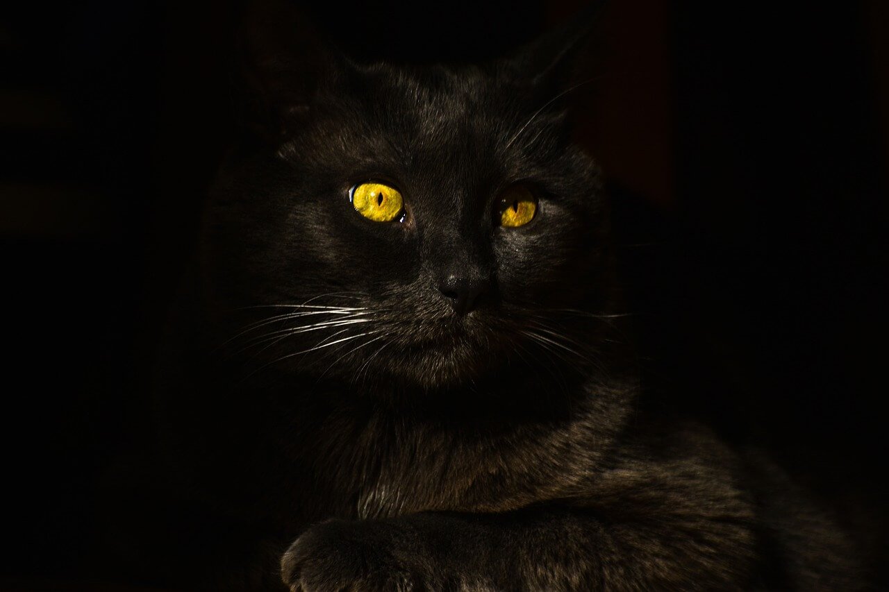 Unique Names for Your Tortoiseshell Cat: Best 7 Tips!