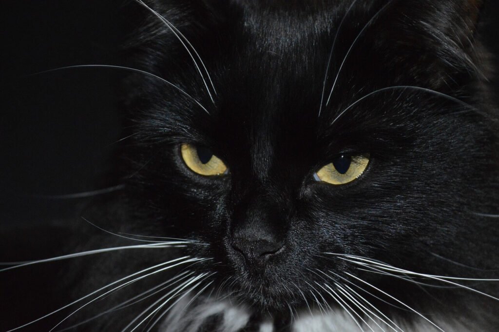 The Enchanting World of Long Haired Black Cats: Best 7 Tips!