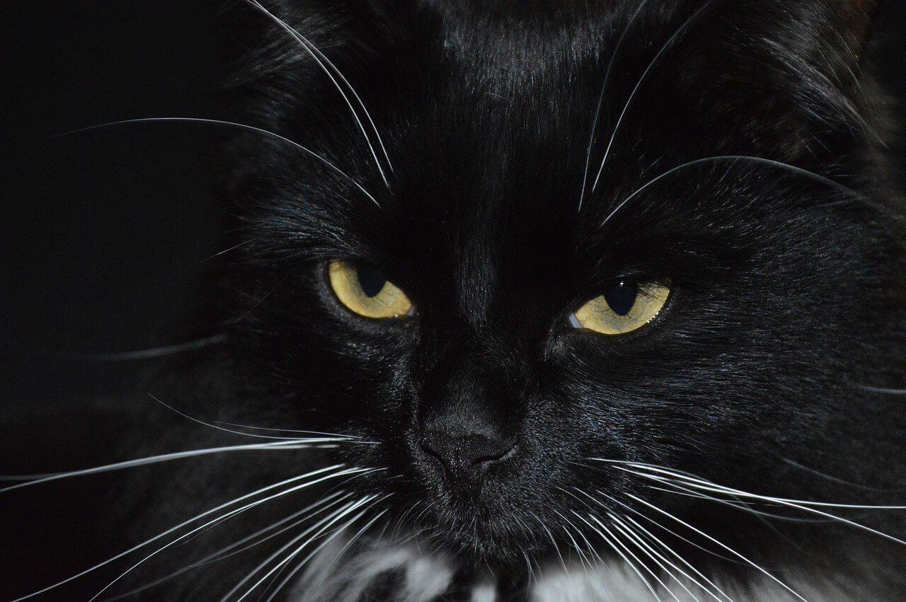 The Enchanting World of Long Haired Black Cats: Best 7 Tips!