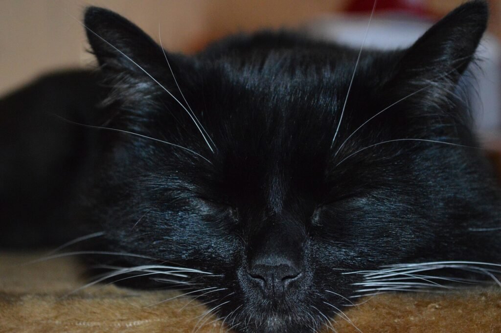Black Bengal Cat: Best 7 Expert Tips!