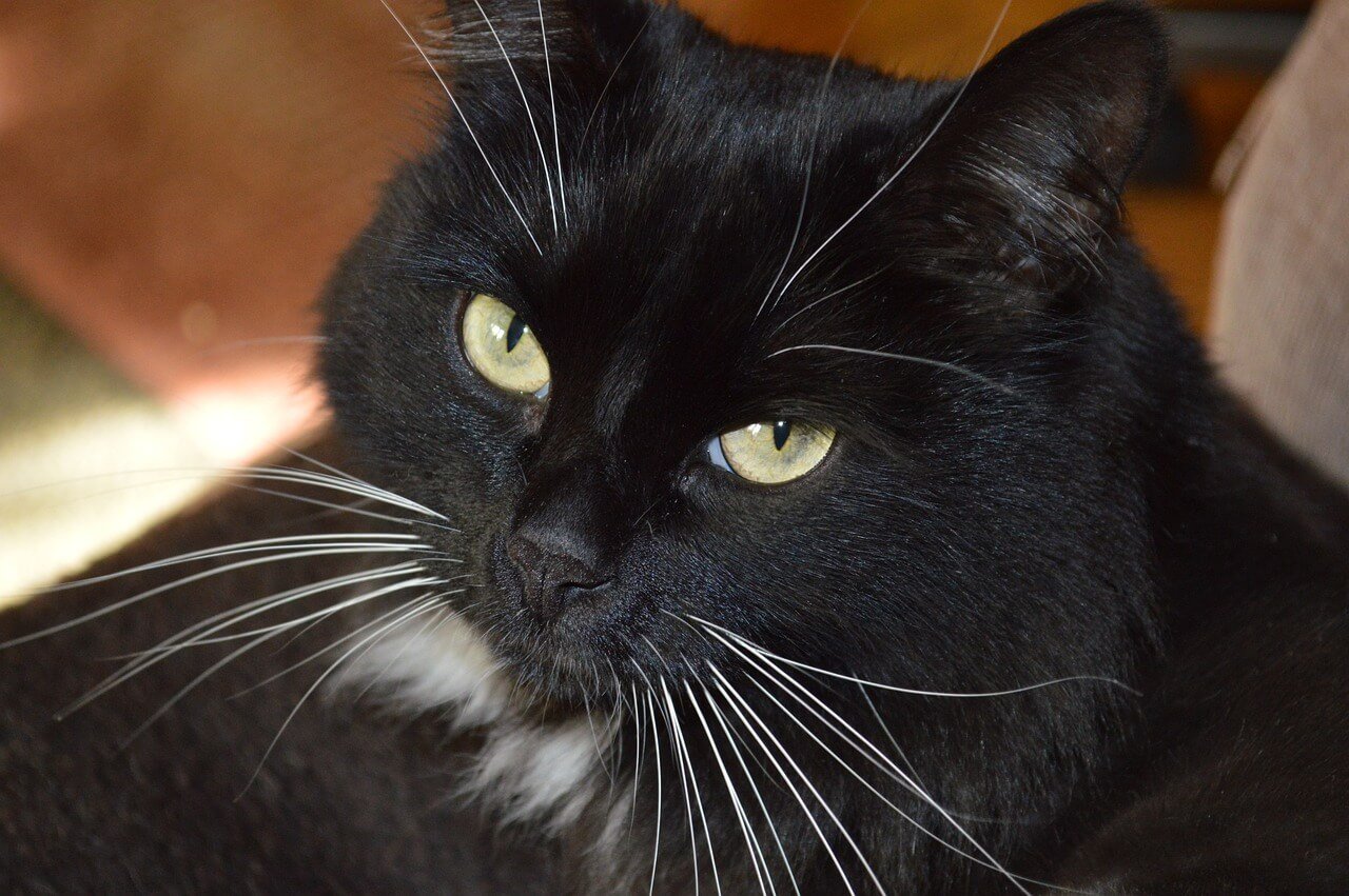 The Enigmatic Beauty of the Black Persian Cat: Best 7 Tips!