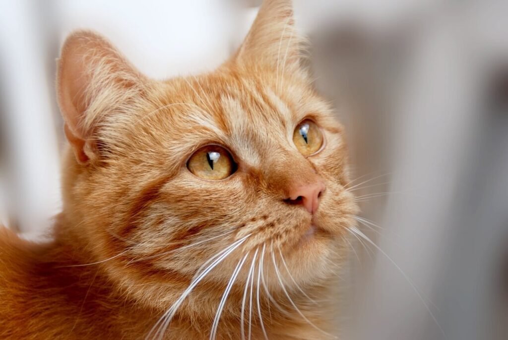The Alluring Charm of Medium-Haired Cats: Best 7 Tips!