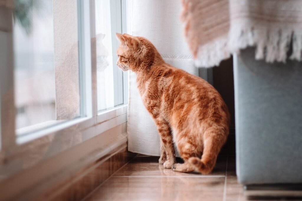 The Charm of the Orange Tuxedo Cat: Best 7 Expert Care Tips!