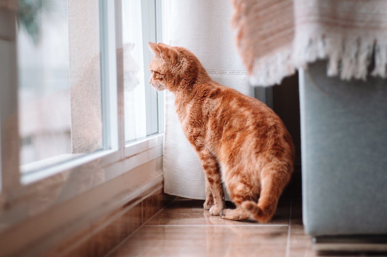 The Charm of the Orange Tuxedo Cat: Best 7 Expert Care Tips!