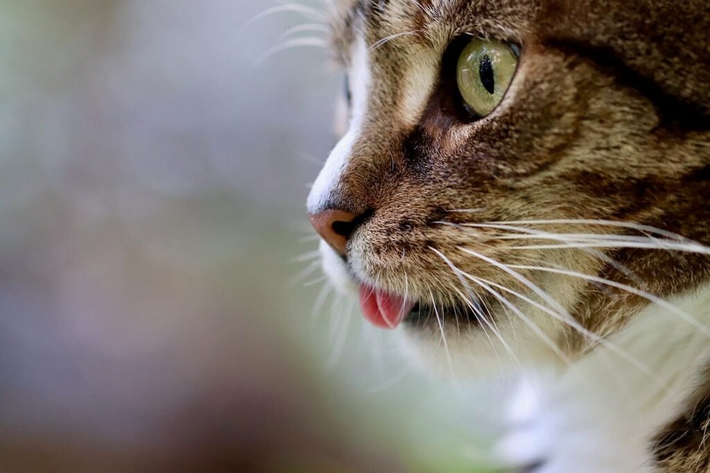 Why Is Calix a Rare Male Calico Cat? Best 7 Expert Care Tips