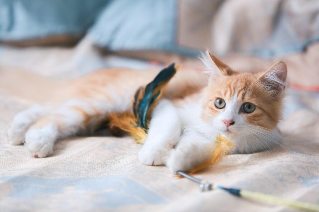 Why Does My Cat Bite My Nose? Best 7 Expert Behavior Tips!
