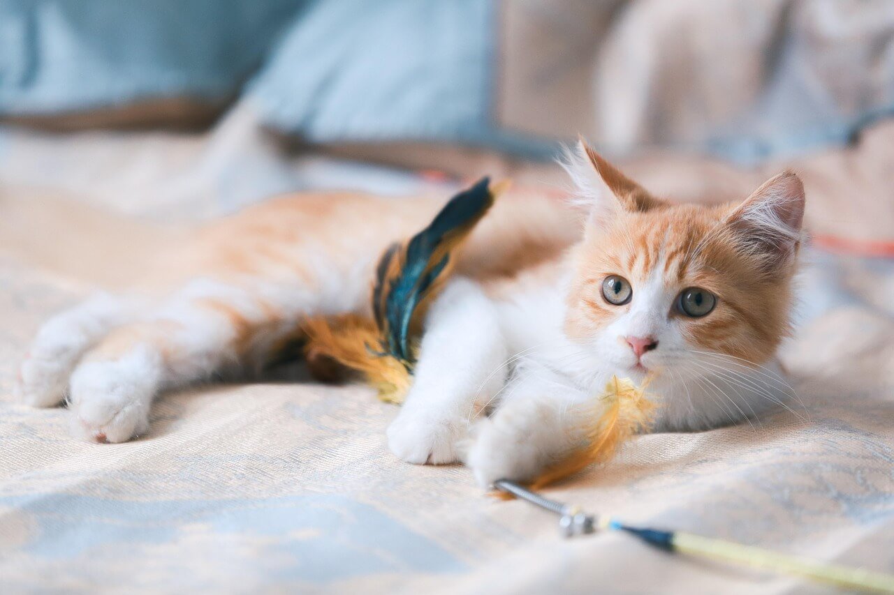 Why Does My Cat Bite My Nose? Best 7 Expert Behavior Tips!
