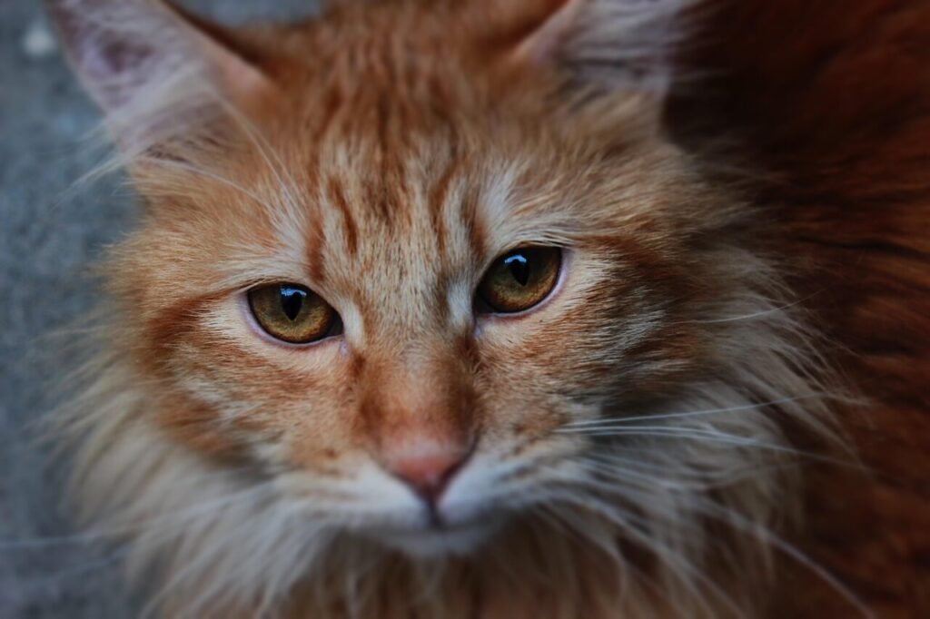 The Majestic Orange Persian Cat: Best 7 Expert Tips!