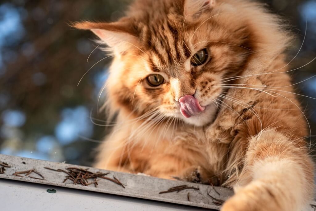 The Orange Maine Coon Cat: Best 7 Expert Tips!