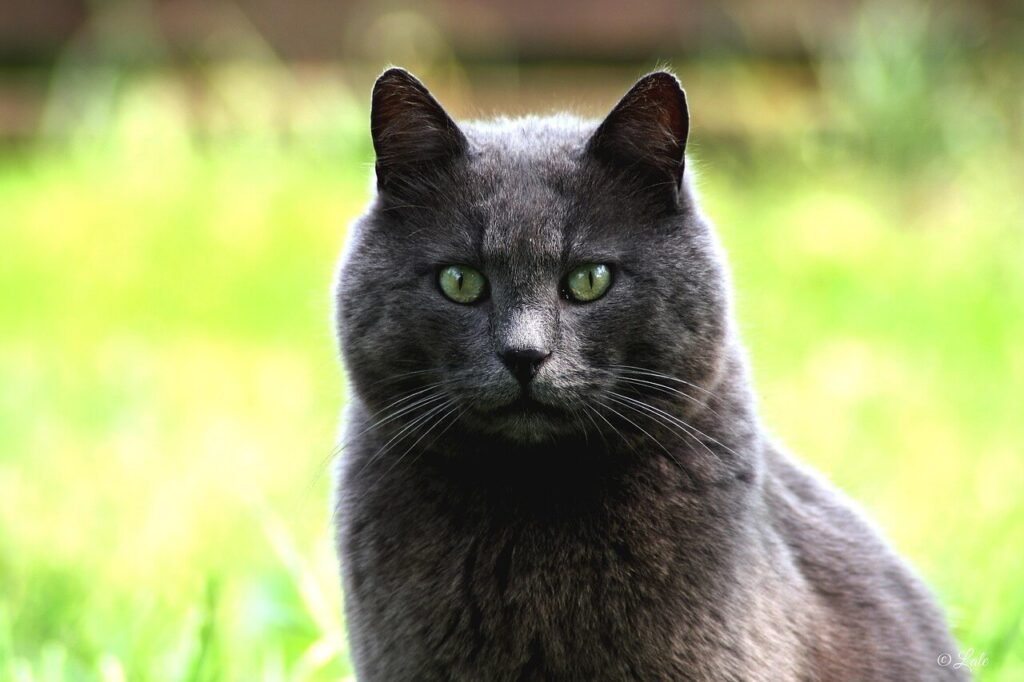 The Majestic Blue Bengal Cat: Best 7 Expert Care Tips!