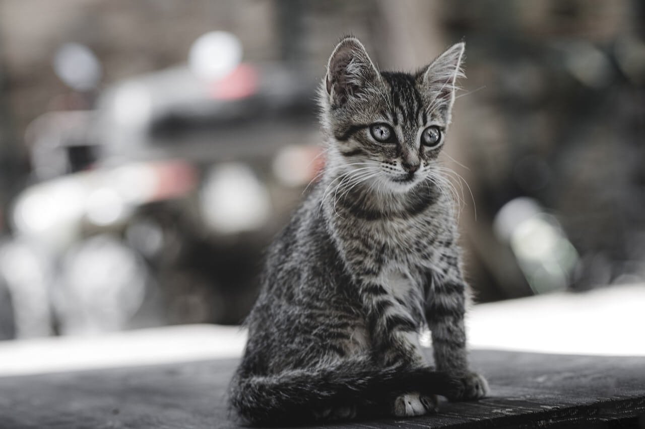 Why Is My Cat Laying in the Litter Box? Best 7 Expert Tips!