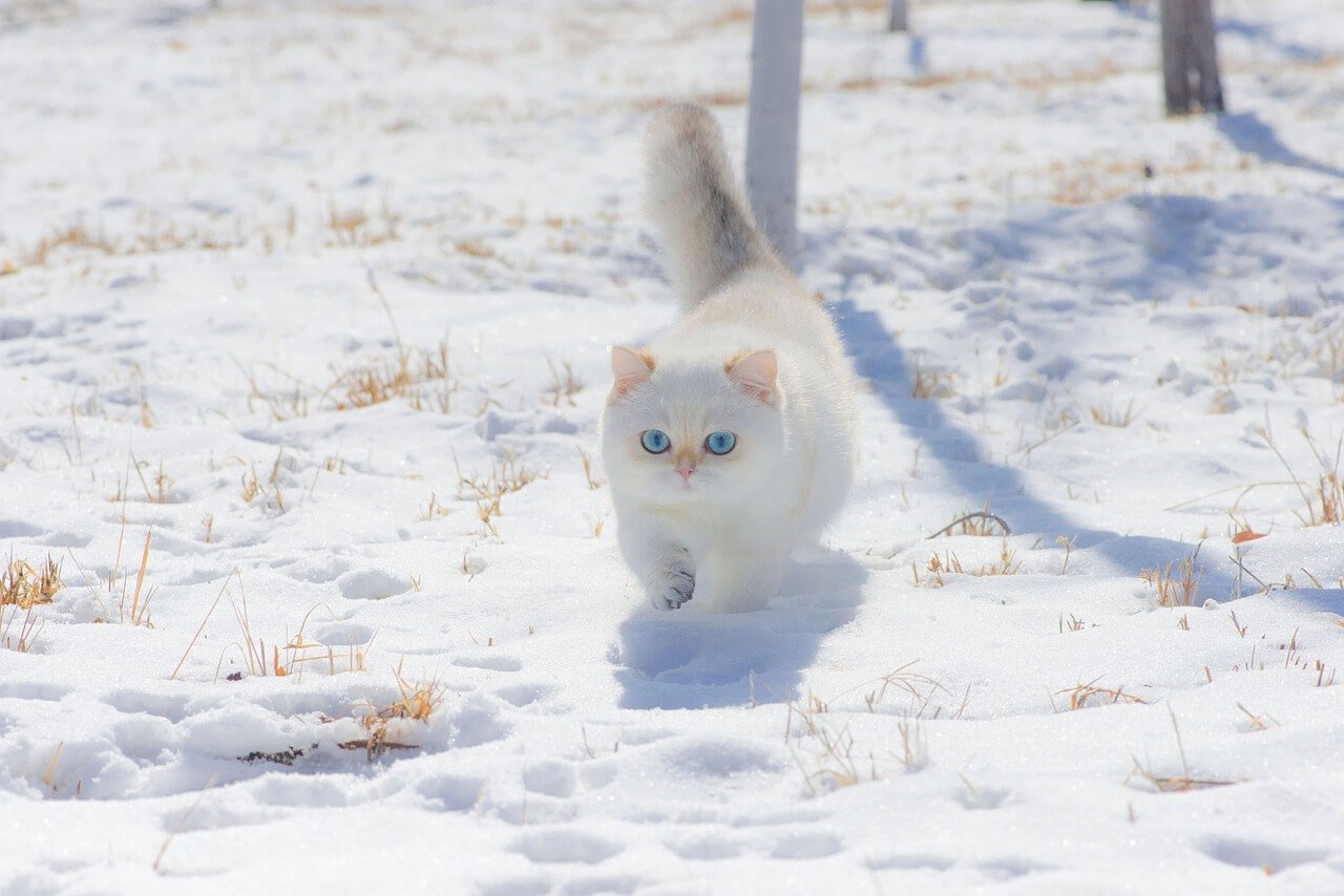 Why Is My Cat Coughing? Best 7 Expert Tips!