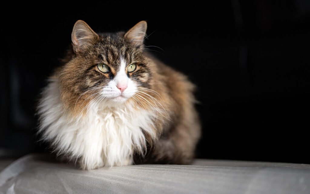 Understanding Cat Reverse Sneezing: Best 7 Expert Care Tips!