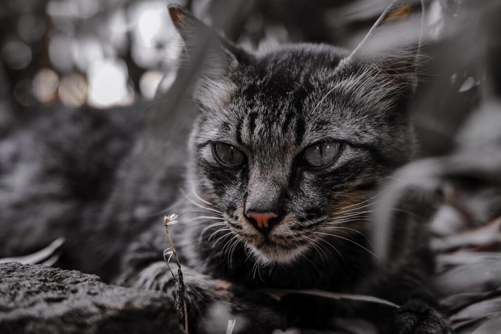 Why Is My Cat Panting in the Car? Best 7 Expert Care Tips!
