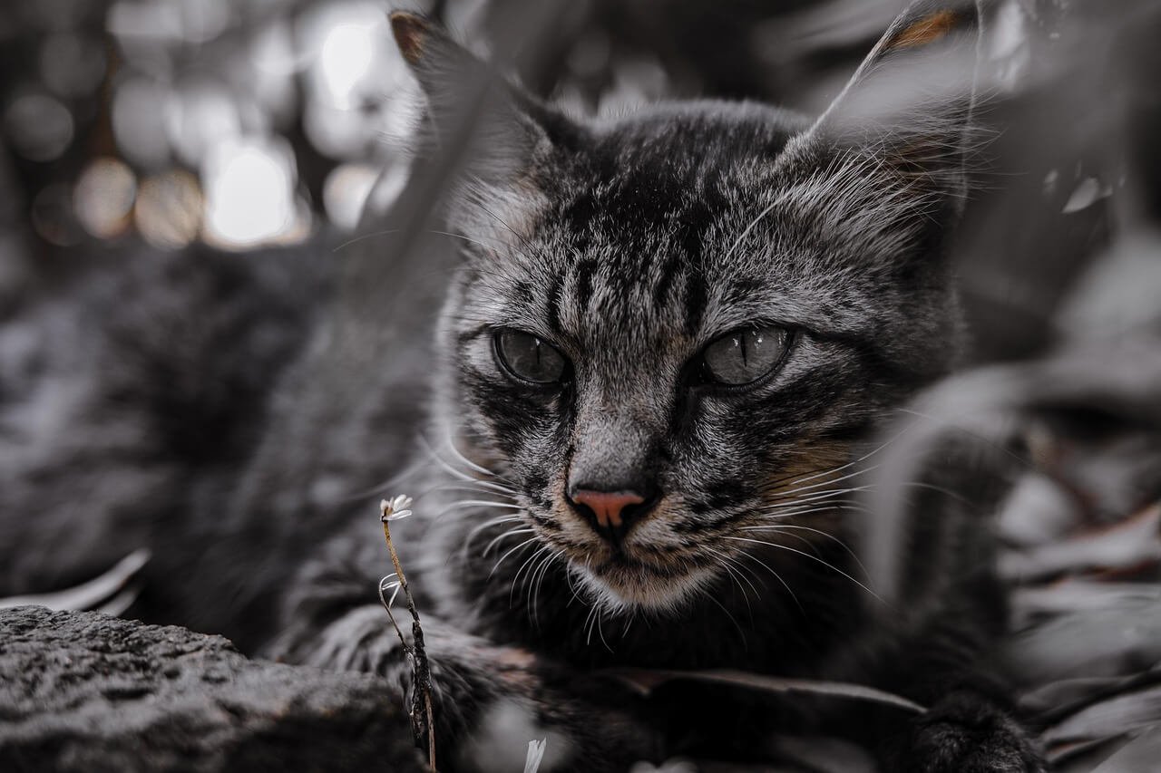 Why Is My Cat Panting in the Car? Best 7 Expert Care Tips!