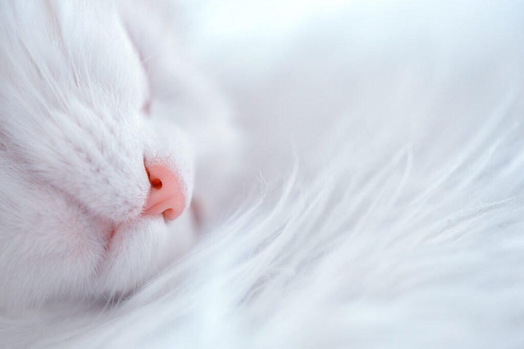 Understanding the Art of Scruffing a Cat: Best 7 Expert Tips