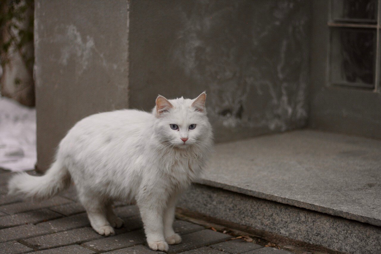 The Allure of White Cats: Best 7 Expert Tips!
