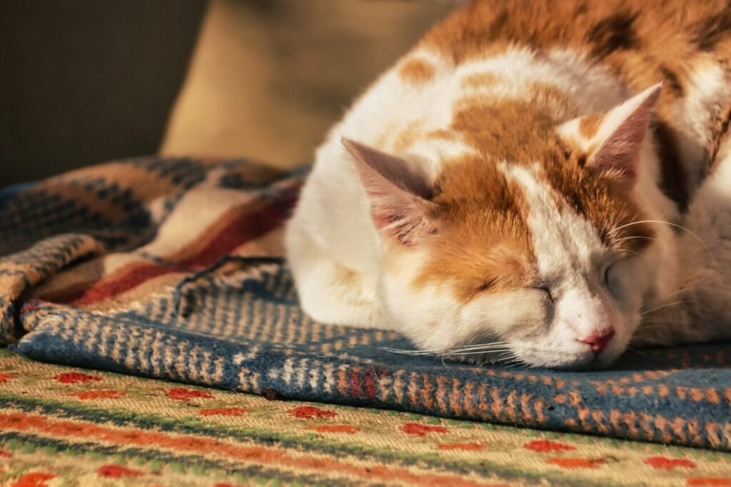 How Much Does It Cost to Microchip a Cat? Best 7 Tips!