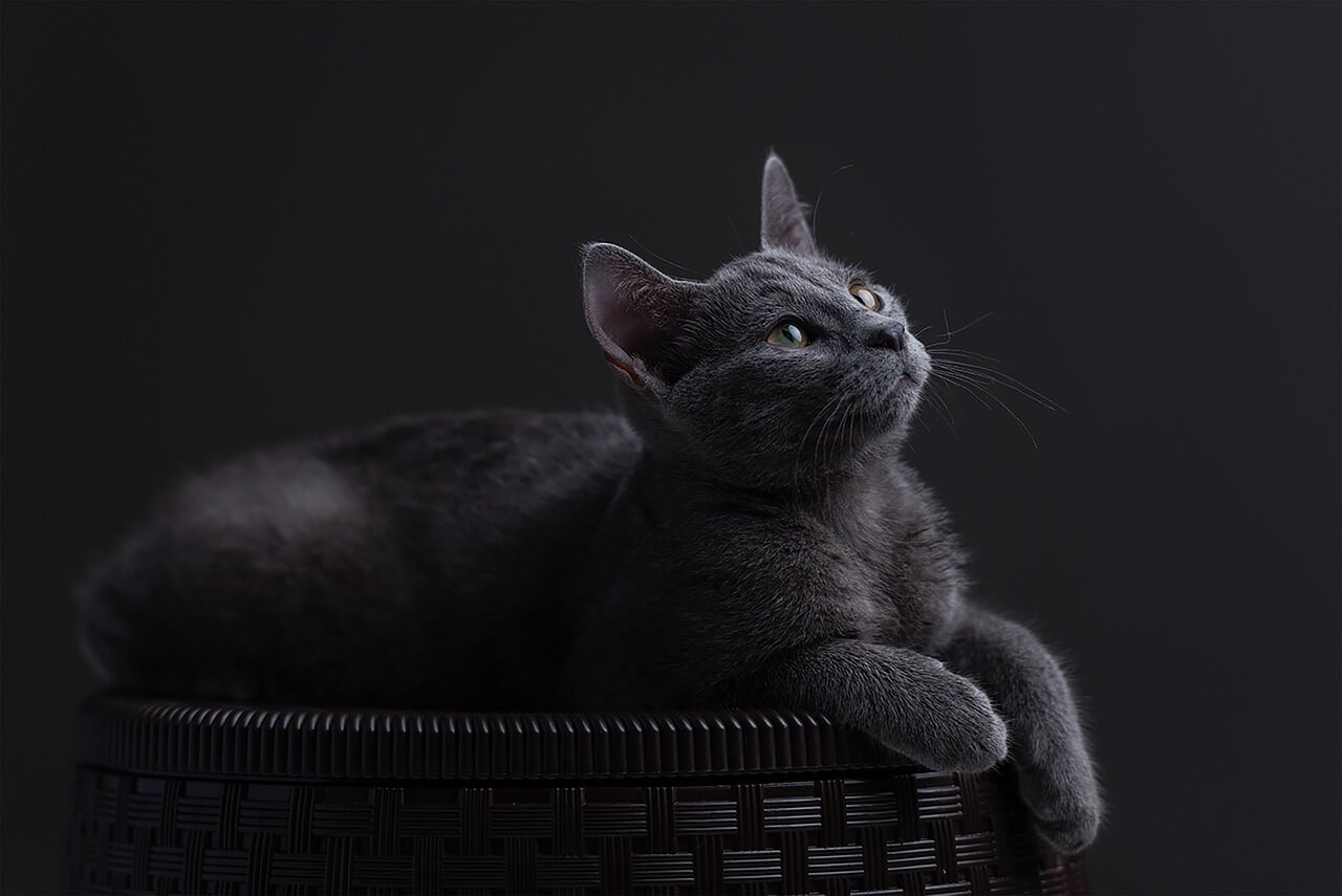 The Enchanting World of the Blue Persian Cat: Best 7 Tips!