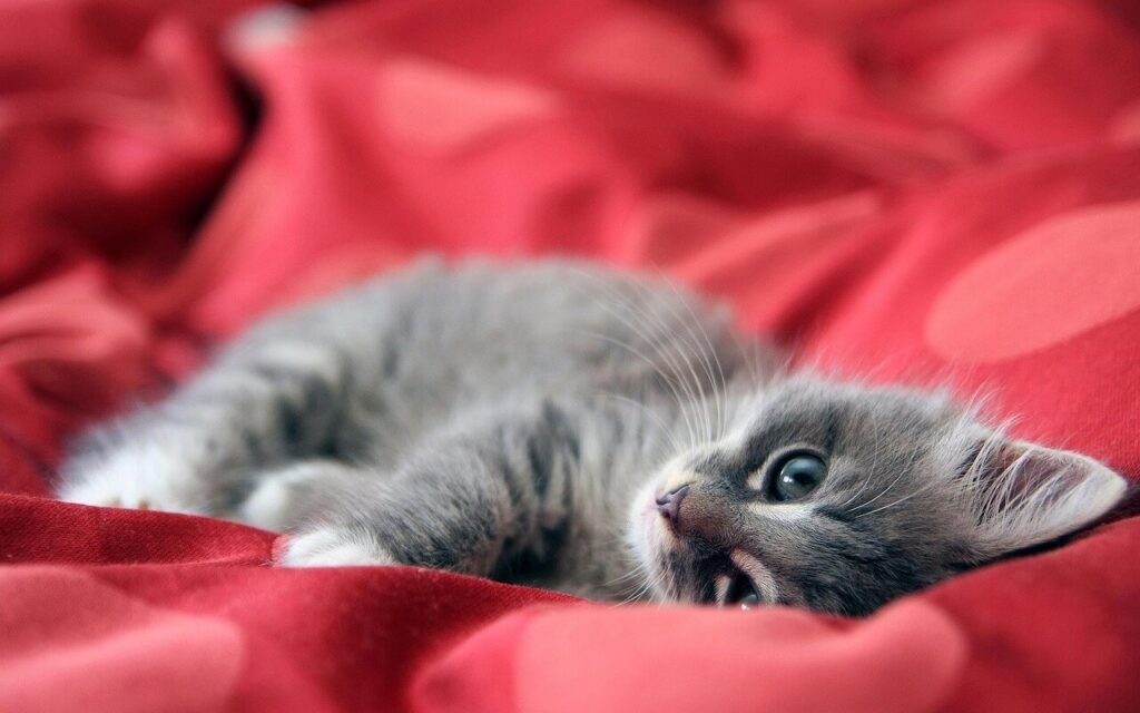 Understanding Cat Chin Mites vs Acne: Best 7 Expert Tips!