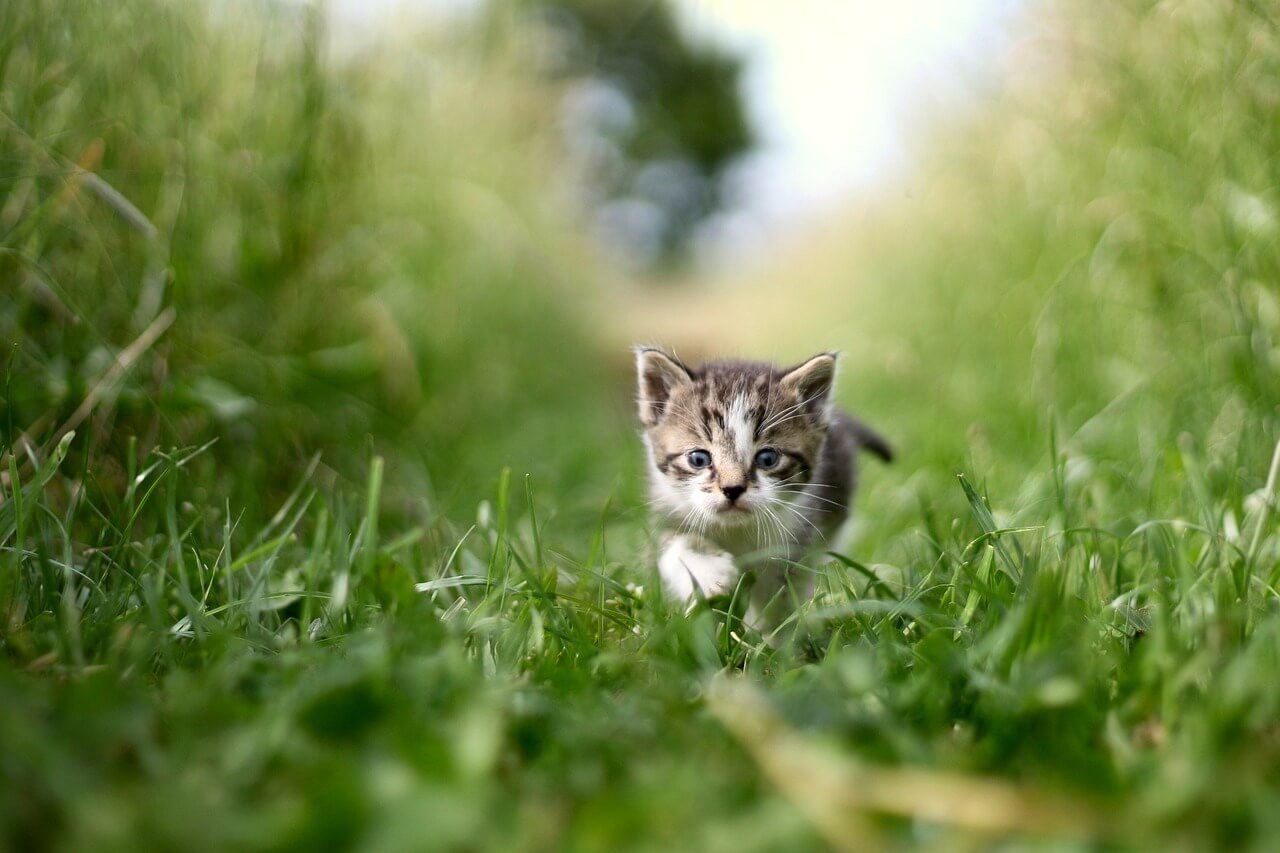 Why Is My Cat Panting After Playing? Best 7 Expert Care Tips