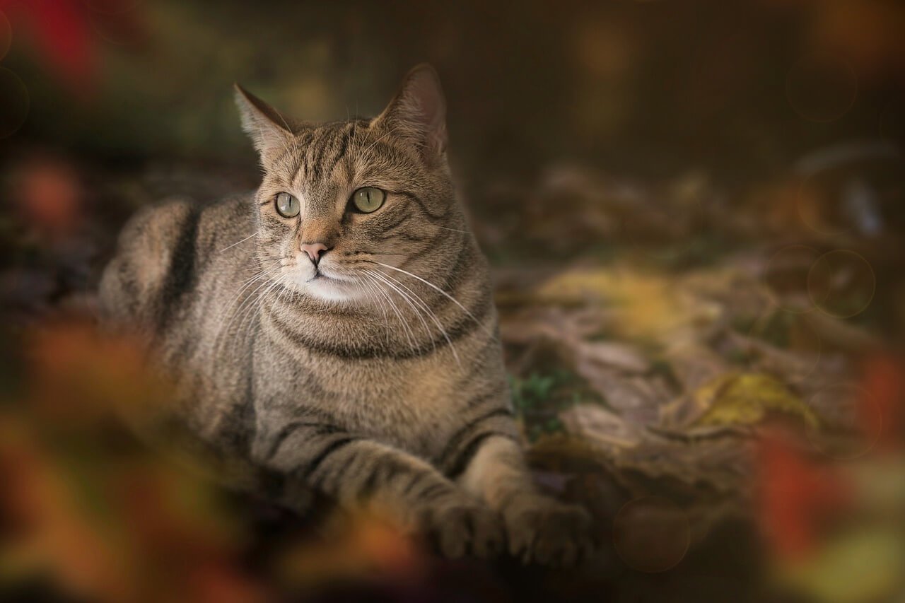 Why Is My Cat Crying? Best 7 Expert Tips!