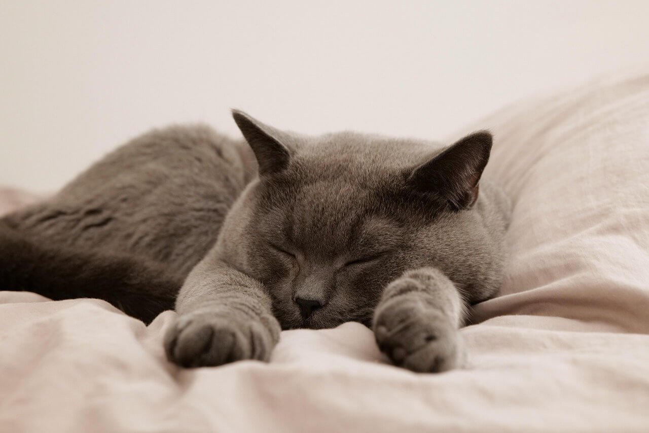 Domestic Medium Hair Cats: Best 7 Expert Tips!