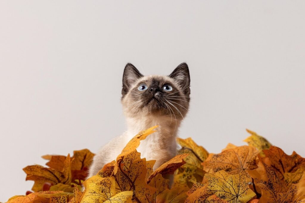 The Enchanting World of the White Siamese Cat: Best 7 Tips!