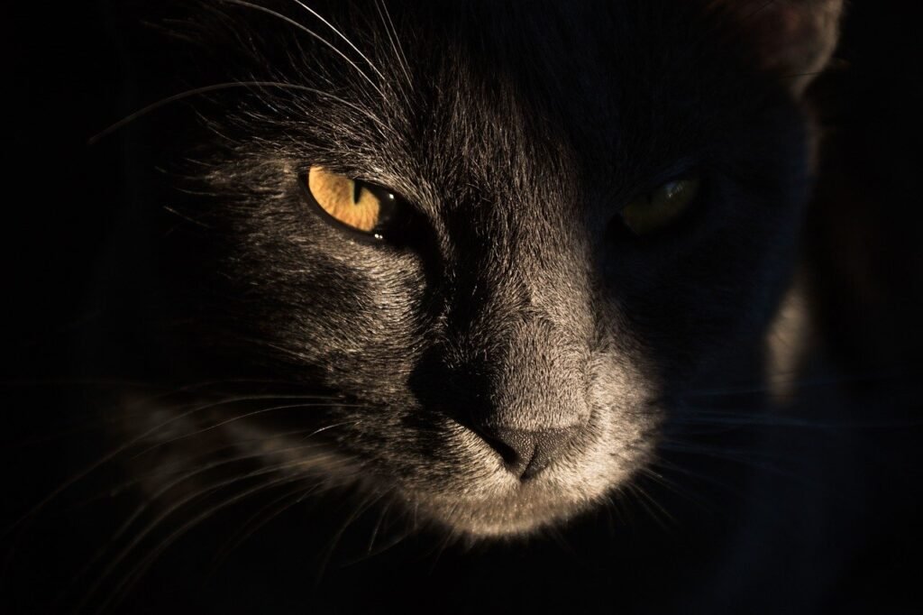 The Allure of Cat Breeds with Orange Eyes: Best 7 Tips!