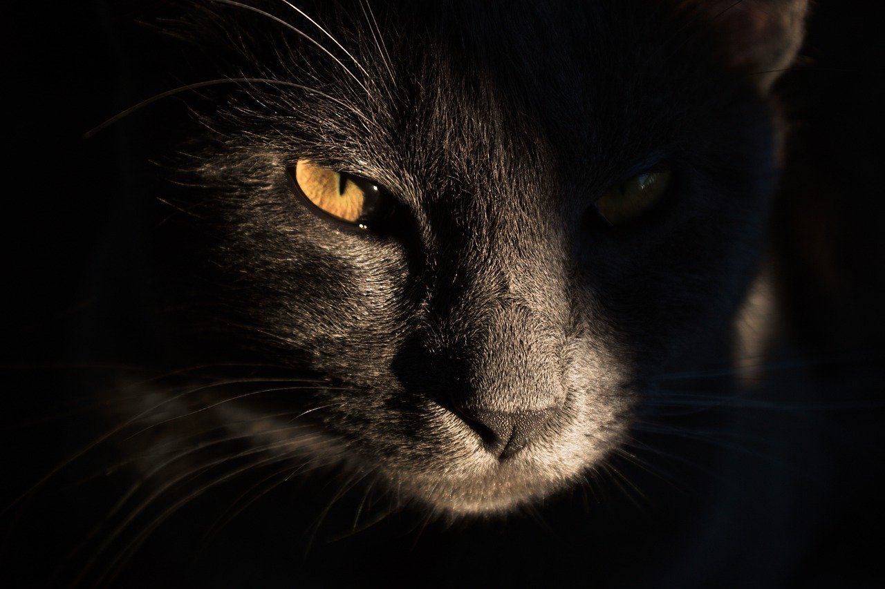 The Allure of Cat Breeds with Orange Eyes: Best 7 Tips!
