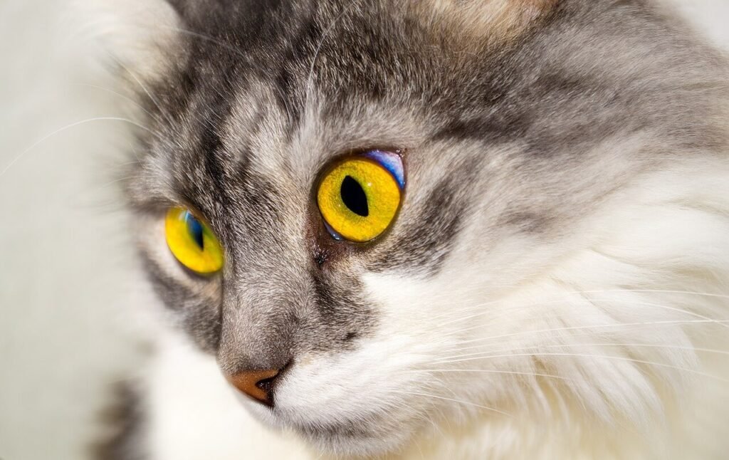 Discover the Charm of Russian Cat Names: Best 7 Tips!