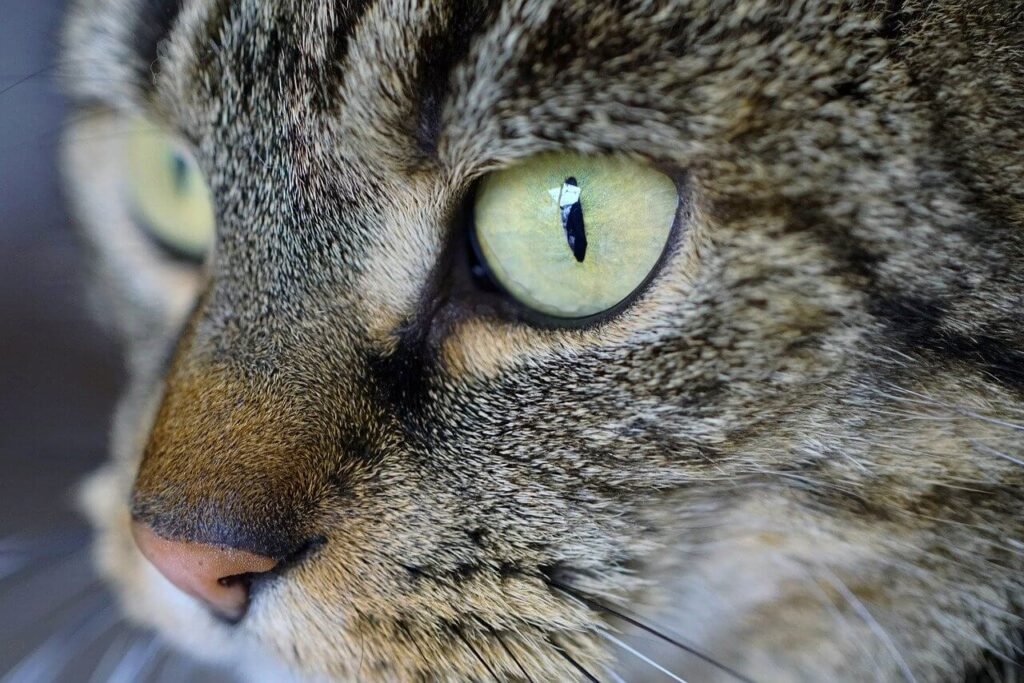 Dilute Tortoiseshell Cats: Best 7 Expert Tips!