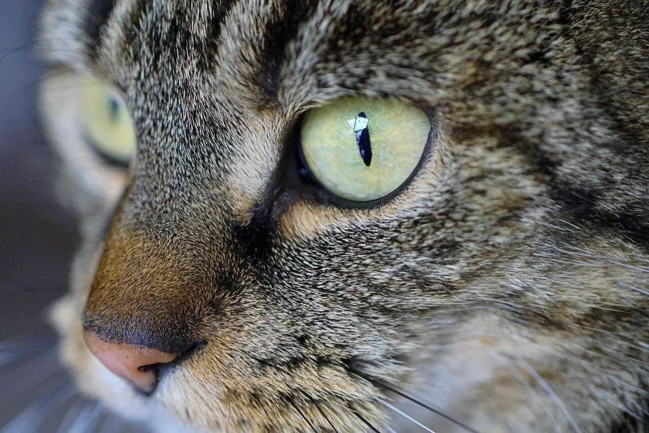 Dilute Tortoiseshell Cats: Best 7 Expert Tips!