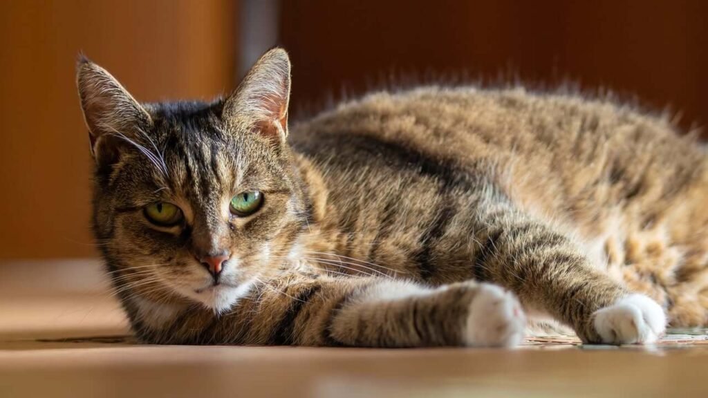 Why Does My Cat Bite Then Lick Me? Best 7 Behavior Tips!