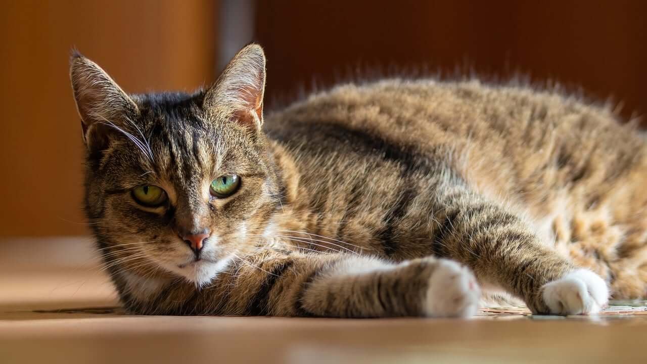 Why Does My Cat Bite Then Lick Me? Best 7 Behavior Tips!