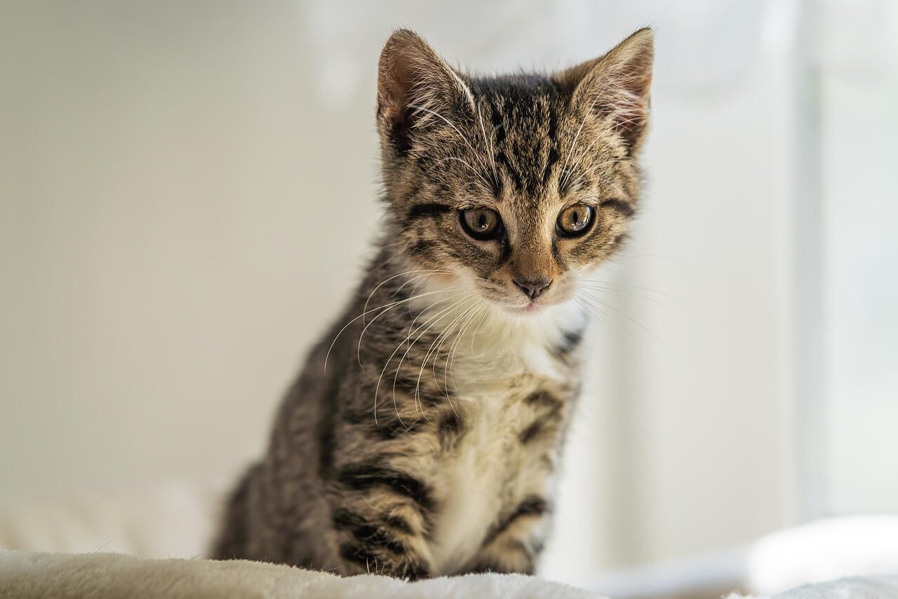Why Does My Cat Lick My Hair? Best 7 Expert Care Tips!