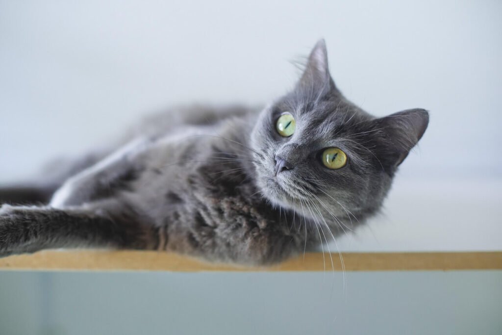 Normal Cat Nipples vs Pregnant Cat Nipples: Best 7 Tips!
