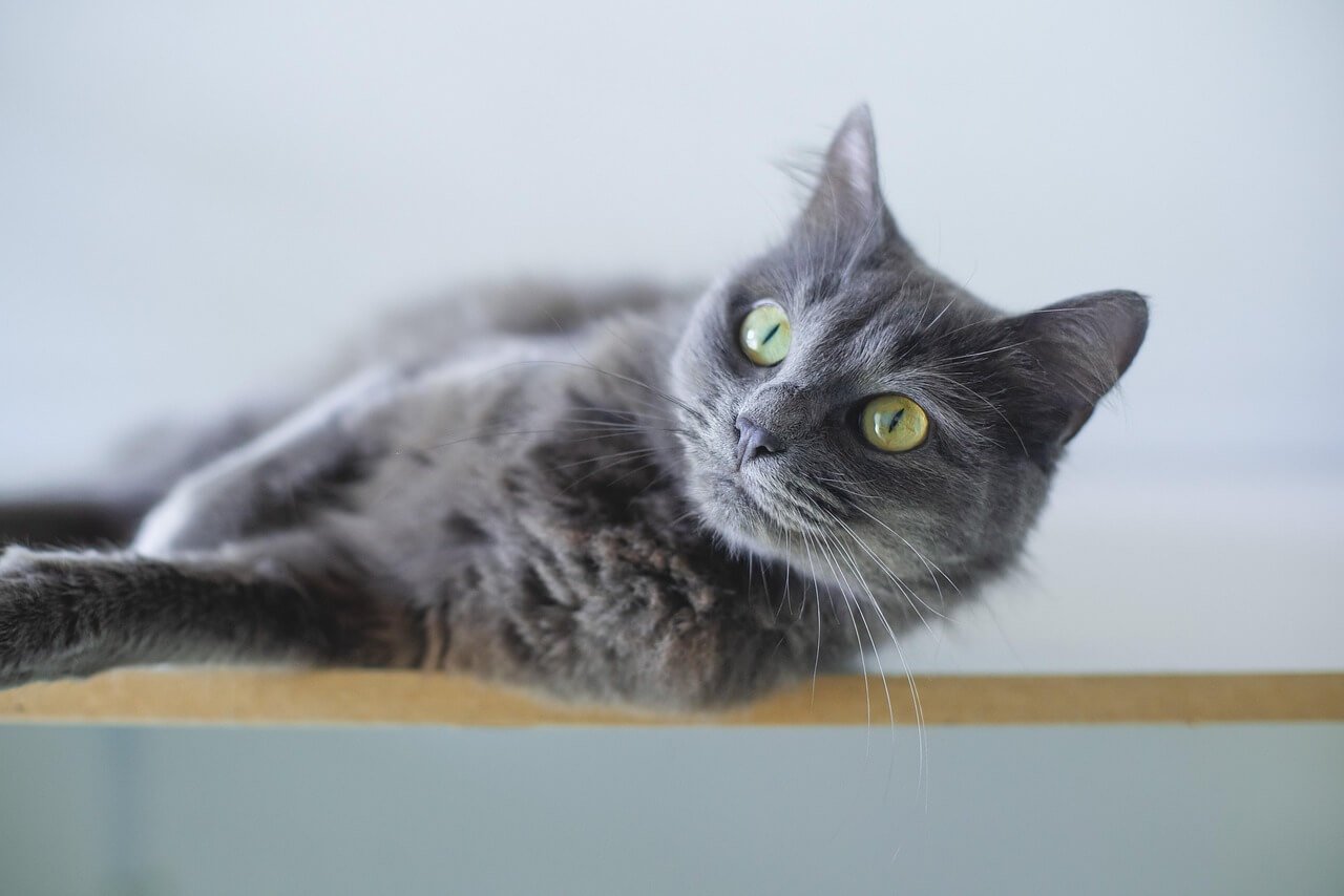 Normal Cat Nipples vs Pregnant Cat Nipples: Best 7 Tips!