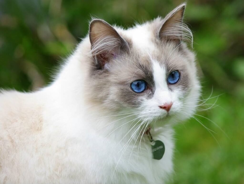 Ragdoll Cat Price: Best 7 Expert Tips!